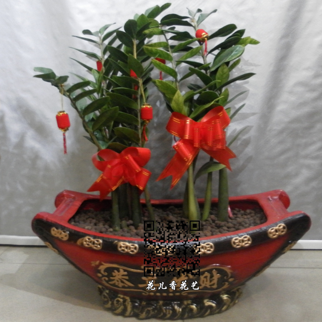 n款桌台盆景金钱树 盆宽66x高26cm