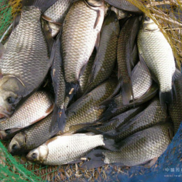 野生鲫鱼(蔬之鲜牌鱼类)单价500g