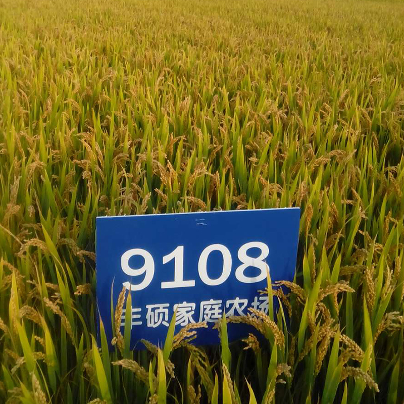 南粳9108