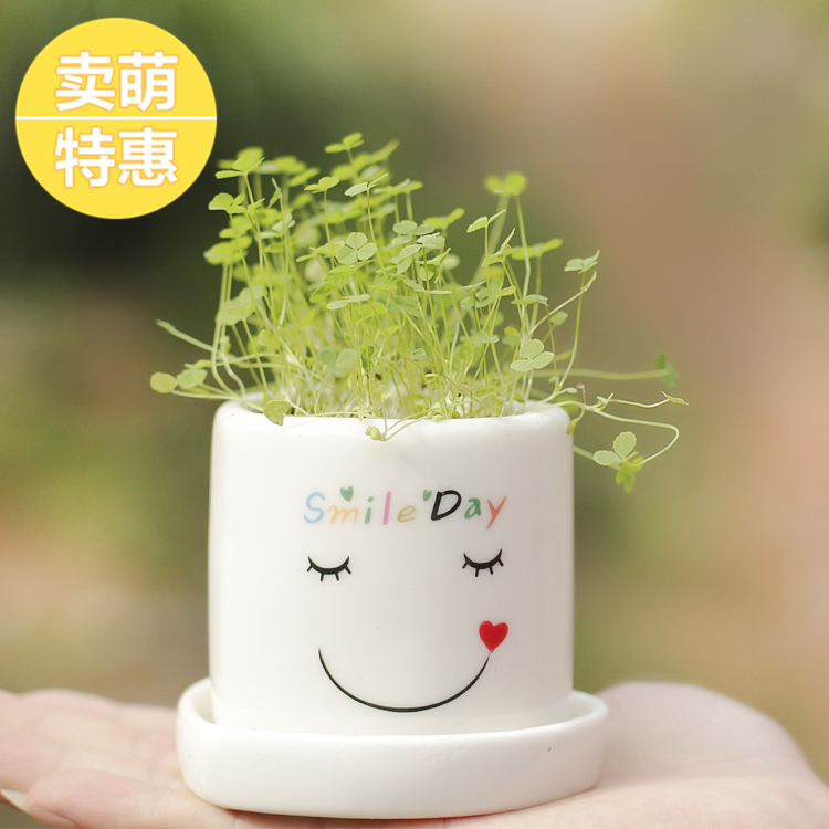 幸运天使丨diy情侣鲜花盆栽 室内植物 四叶草七夕情人