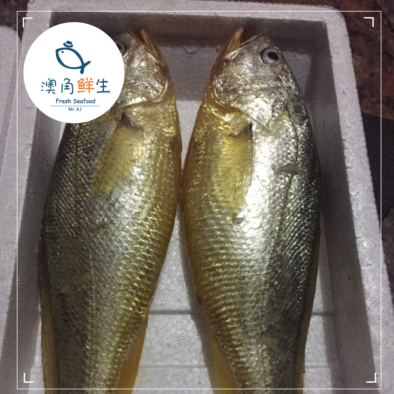[有鱼] 野生海捕黄瓜鱼 黄金之鱼 儿童 孕妇极佳辅食