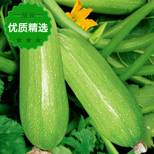 【铭启微超市】新鲜蔬菜 精品蔬菜 新鲜西葫芦份/500g