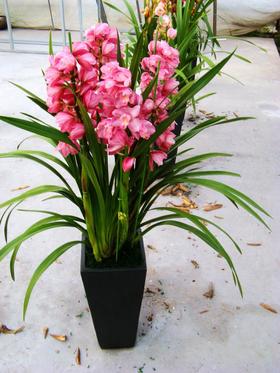 庭院阳台盆栽花卉兰花苗大花蕙兰 开花大花惠兰花苗