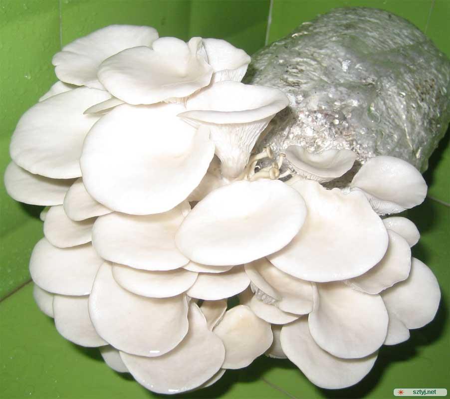 [好农加]白蘑菇/斤