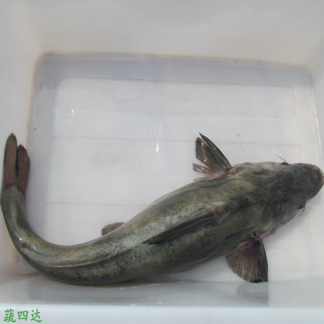 江团