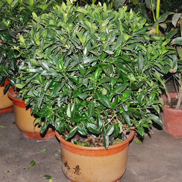 非洲茉莉