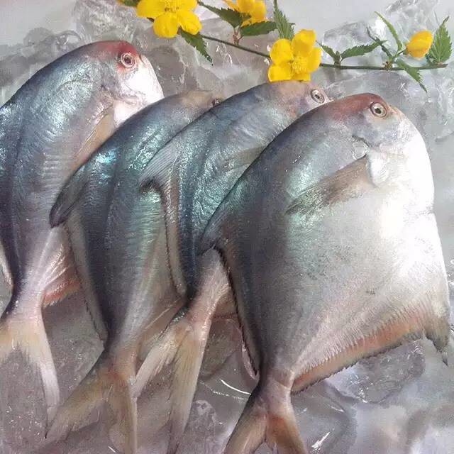 东海鲳鱼