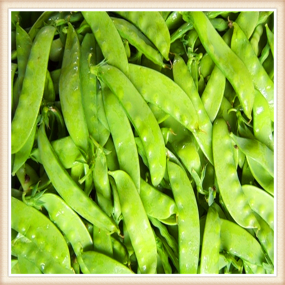 荷兰豆 参考价格 时价/斤
