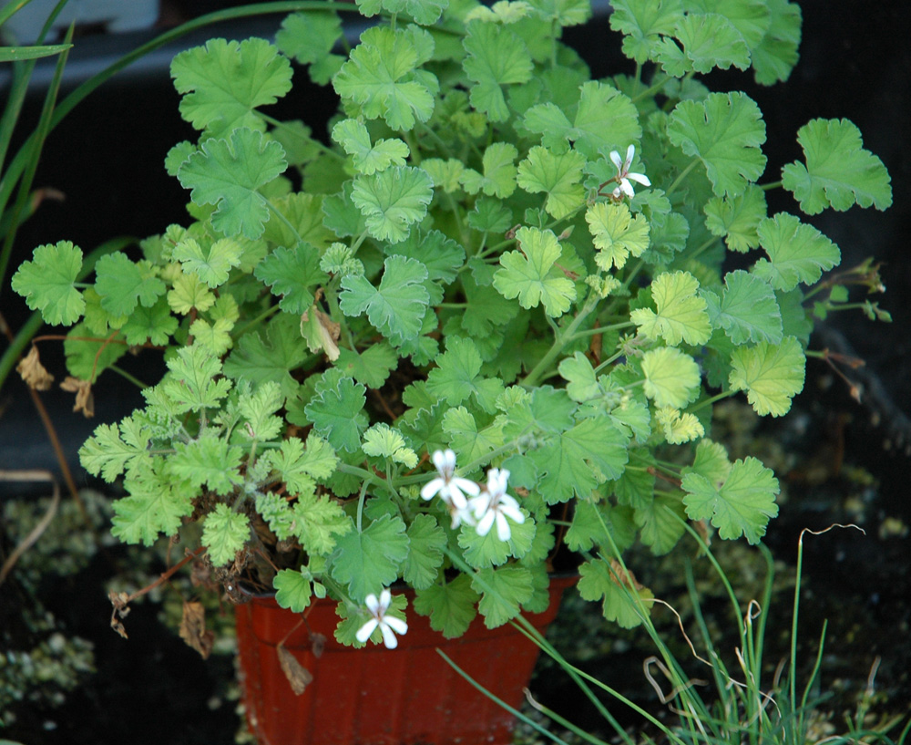 香草花田苹果天竺葵办公室阳台花卉驱蚊绿植小盆栽苗芳香植物批发