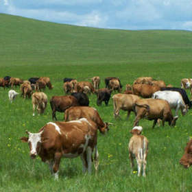 内蒙古放牧黄牛肉|生长于科尔沁草原核心地带的黄牛(不包邮,顺丰运费
