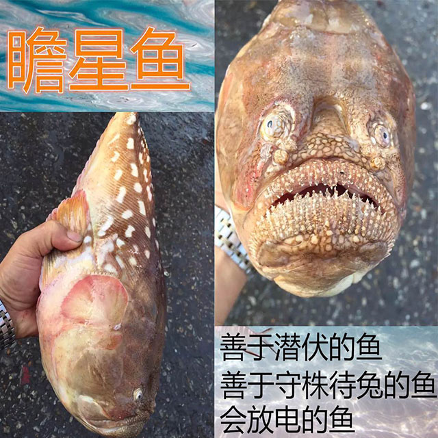 瞻星鱼 - 三亚鱼王海鲜