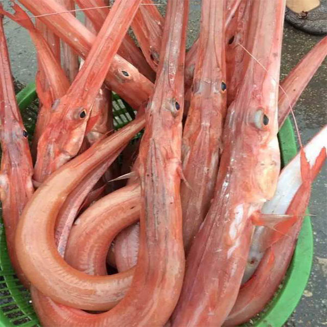 长嘴鱼