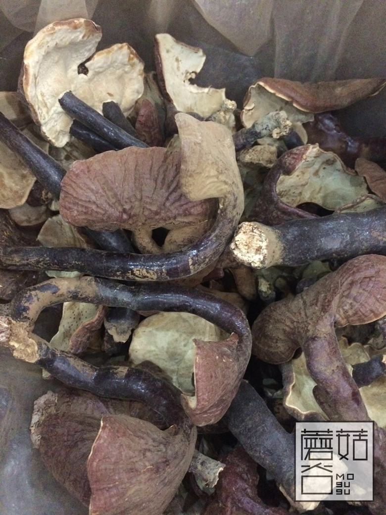 云南野生白灵芝