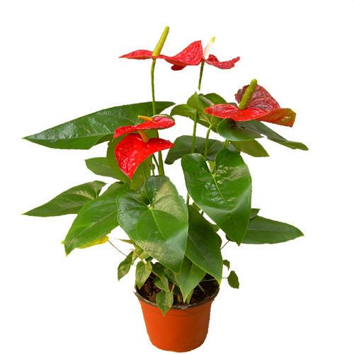 红掌花 