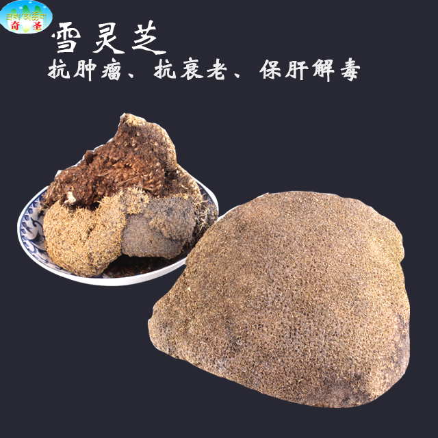 雪灵芝100g