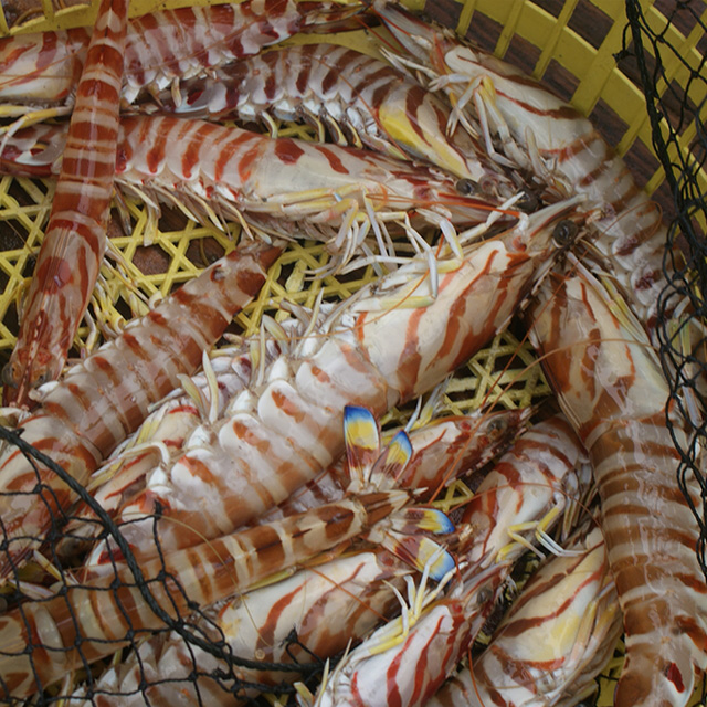 00 库存: 200 件 规格:  5只/500g 种类:  野生海虾 产地:  福建省