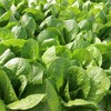 翠羽生菜 （Green Romaine ）220-250g/袋 商品缩略图1