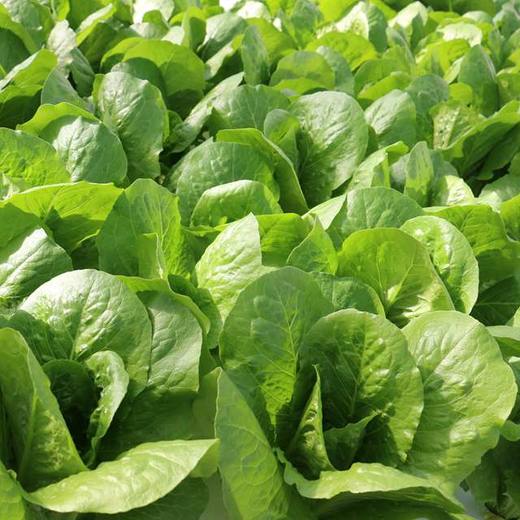 翠羽生菜 （Green Romaine ）220-250g/袋 商品图1