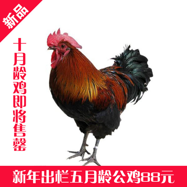 散养黑良凤公鸡