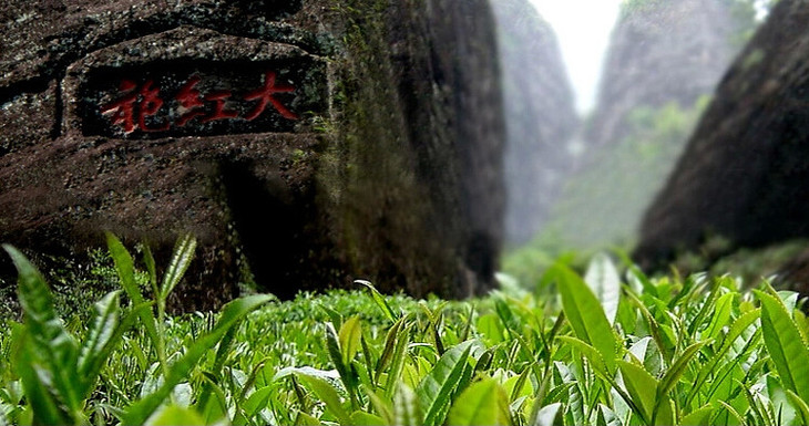 山岩茶,小叶种(灌木种)的自然老茶树,长于武夷山天心寺后的九龙窠峭壁