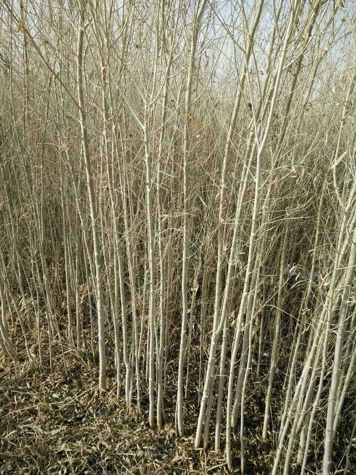 大量出售胡杨树苗(两年,三年都有)自家种植
