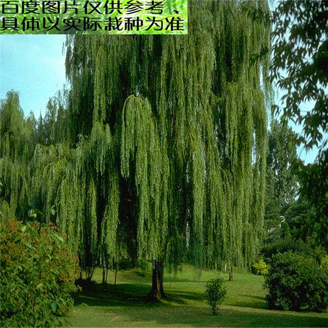 柳树