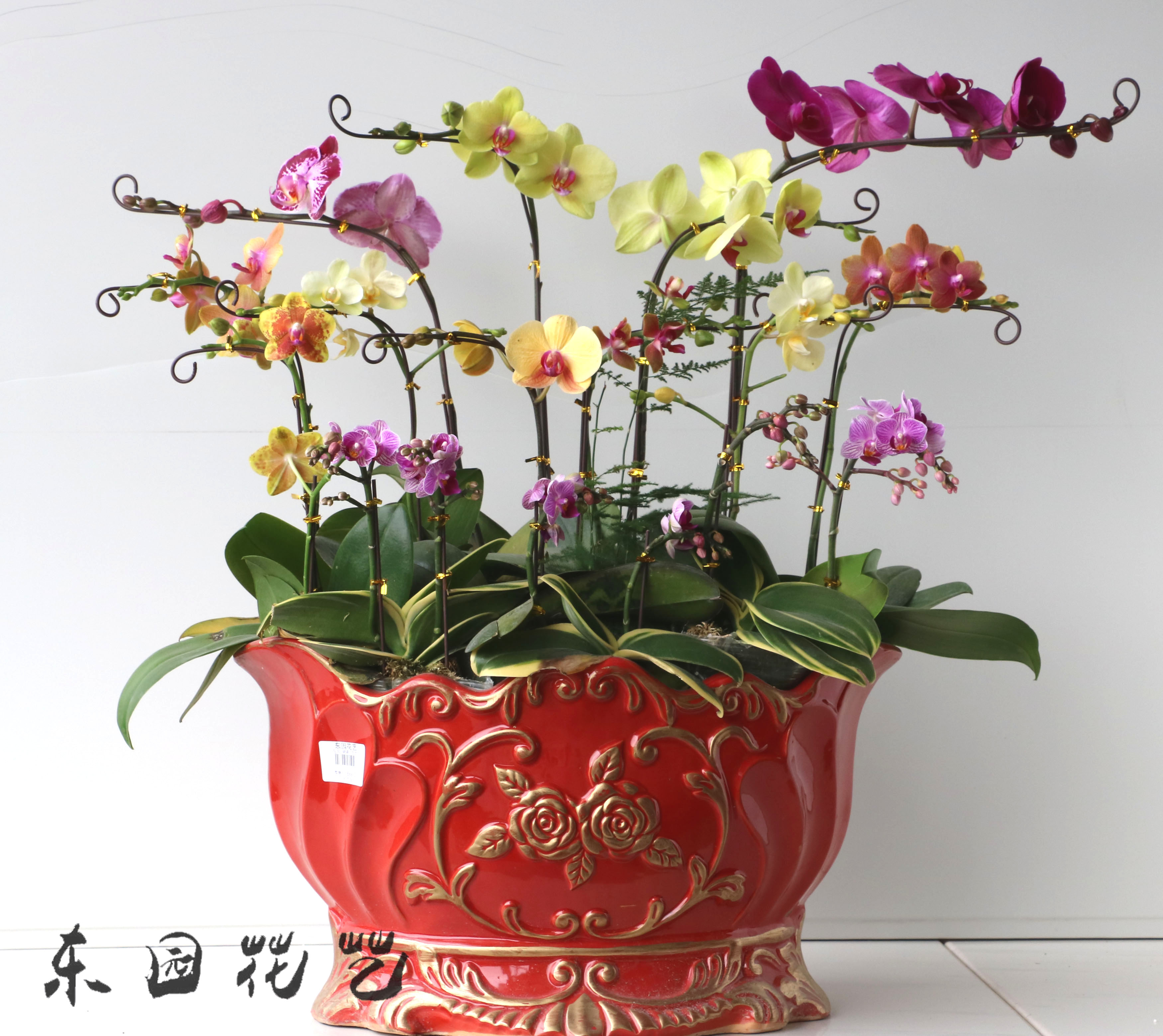 蝴蝶兰组盆