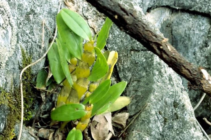 云南野生石斛,被称为"植物药王"和"九大仙草"之首!