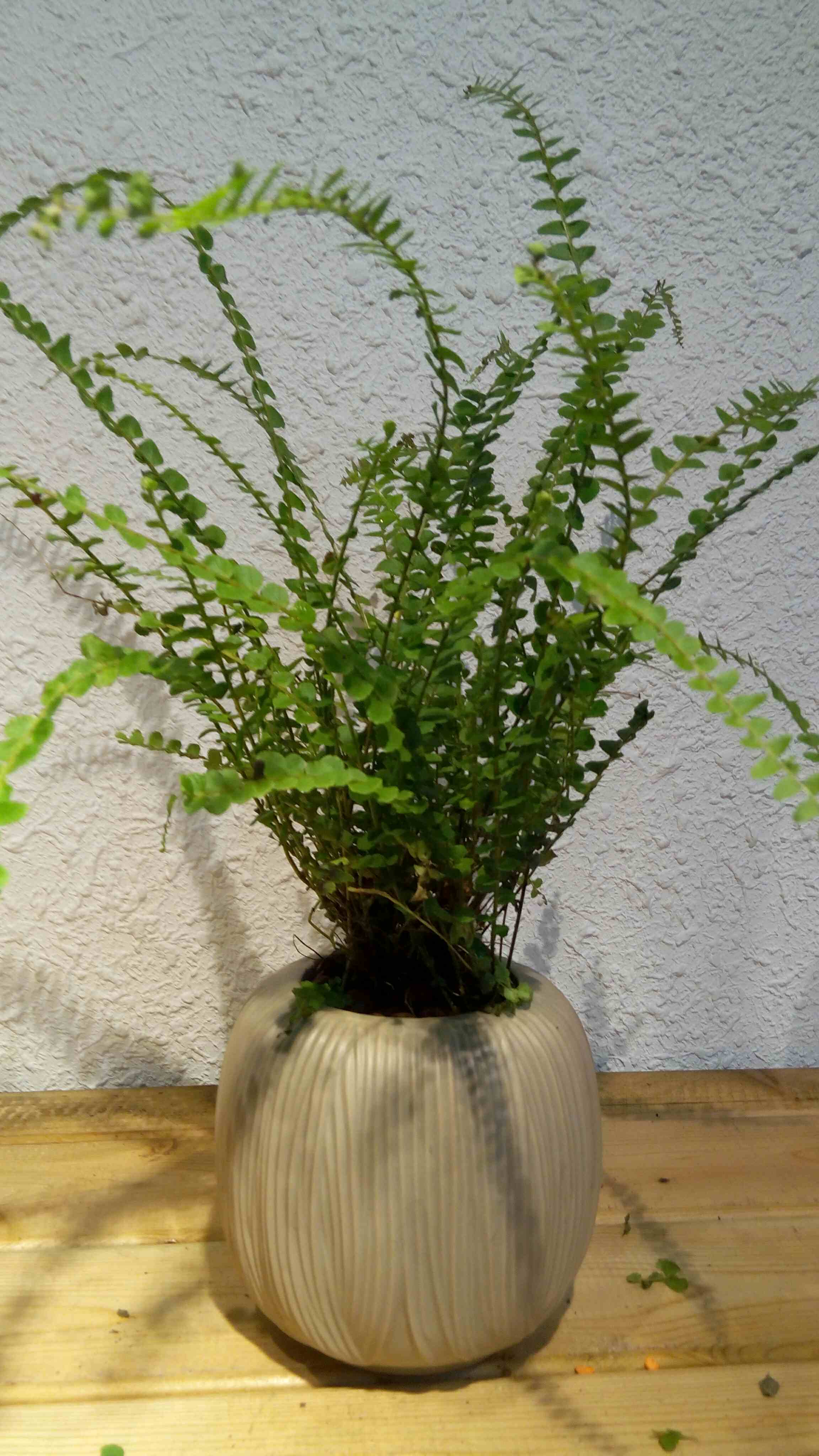排骨蕨