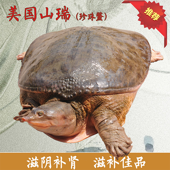 美国山瑞(珍珠鳖)2.5斤左右