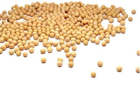 406黄豆 500g 商品图0