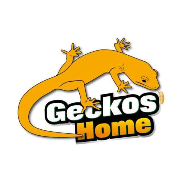 孵化温度:公         守宫之家                         geckos"home