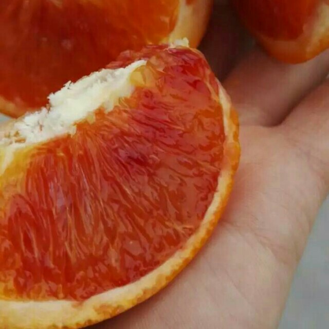 【现摘现发】二月红血橙