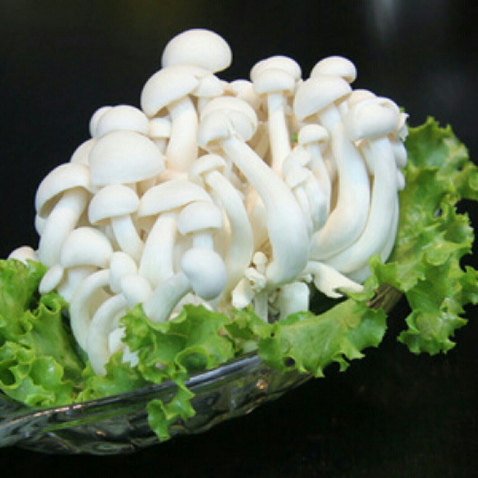 白玉菇 4斤/袋