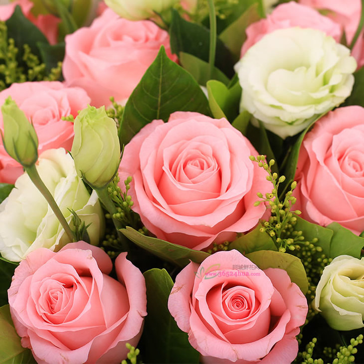 一念执着-19枝粉玫瑰 丰满洋桔梗 上海北京花店送花 生日鲜花配送 送