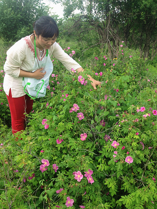 2017年夏新摘·大兴安岭野生玫瑰花茶