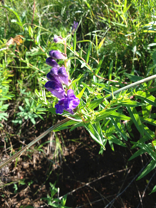 2017年夏新采·泻肺火降血压:野生黄芩茶