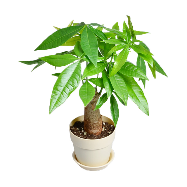 迷你发财树-绿植 盆栽 植物 大型植物 花卉 礼品 办公