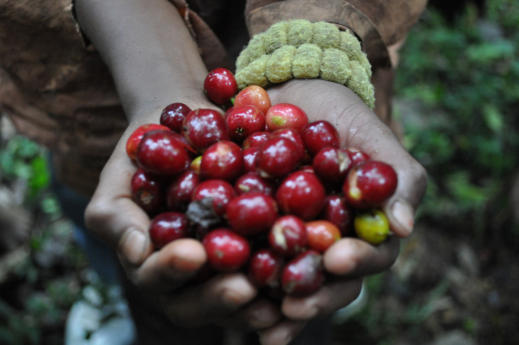 中南美洲的"微气候"如何影响咖啡作物,造就万千微妙滋味?
