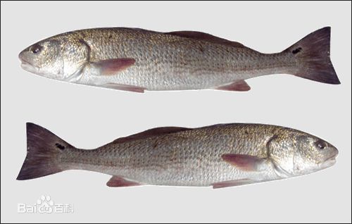 斑点尾鲈(百花鱼,美国红鱼)