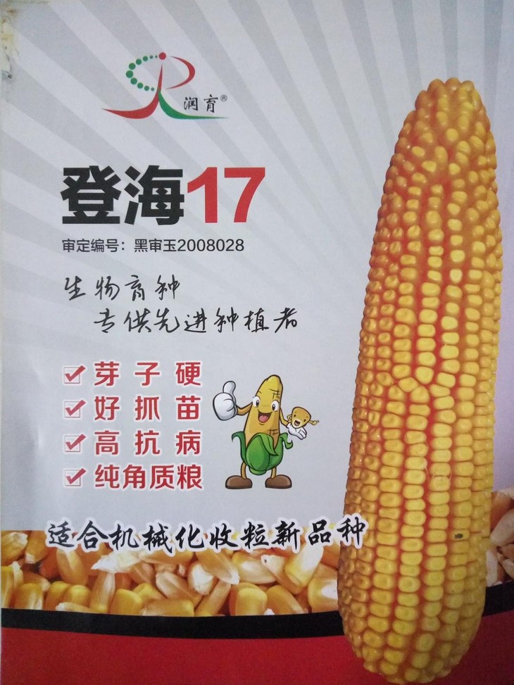 产品名称:登海17 黑审玉:2008028 特征特性:生育期120-122天,需有效