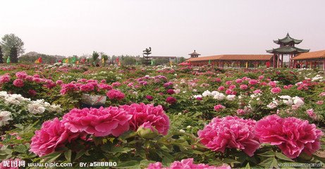 l105菏泽牡丹园一日游
