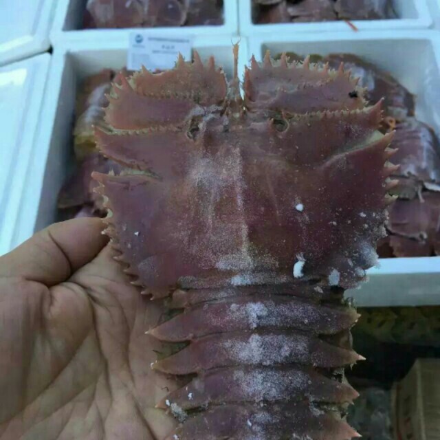 深海琵琶虾