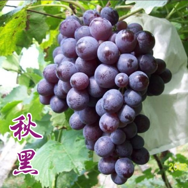 和牧农业 / 葡萄 / 秋黑