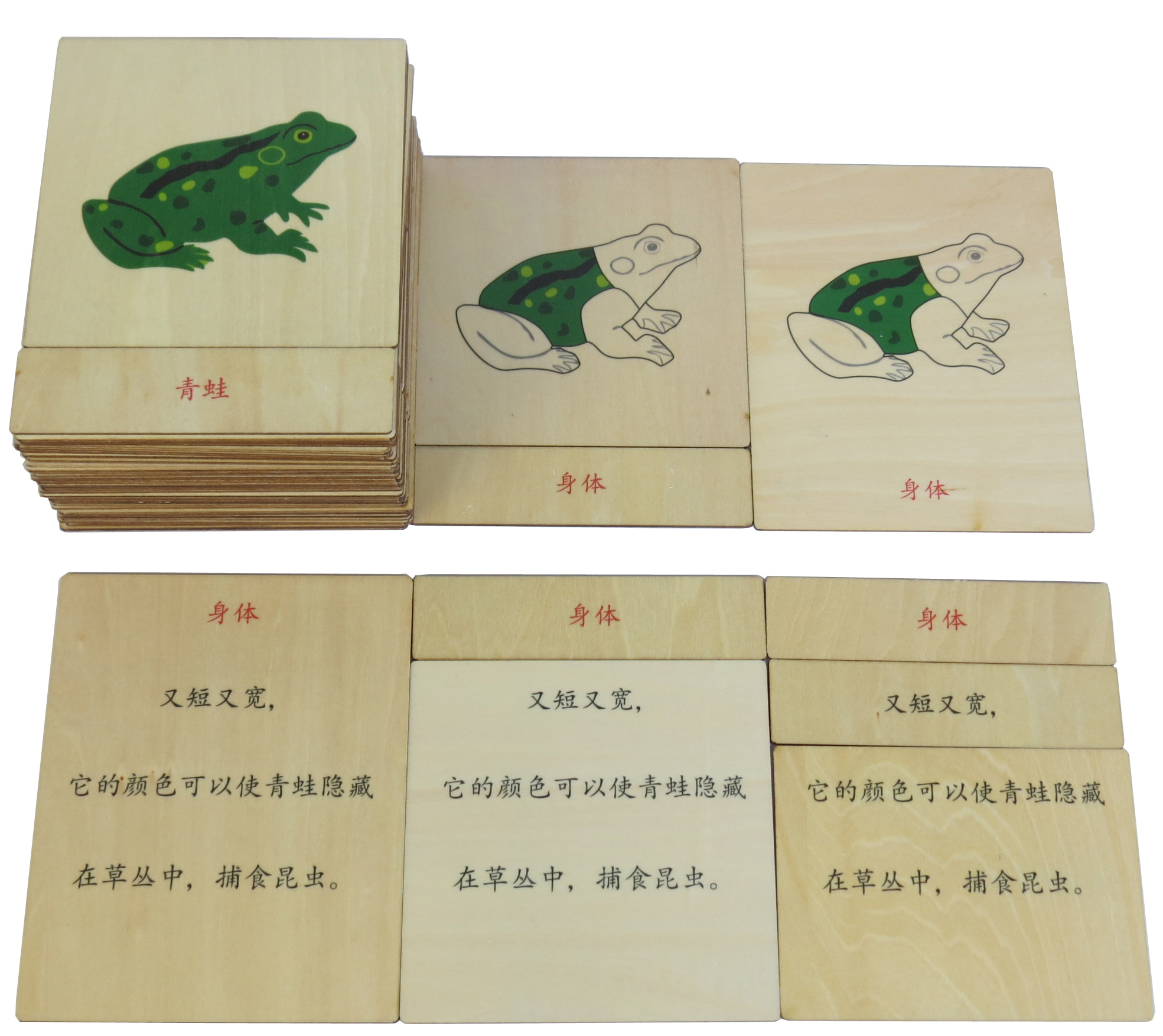 509108j动物青蛙的定义卡