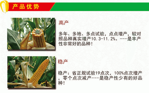 王牌玉米种子东单6531 高产稳产优质抗逆耐密高适