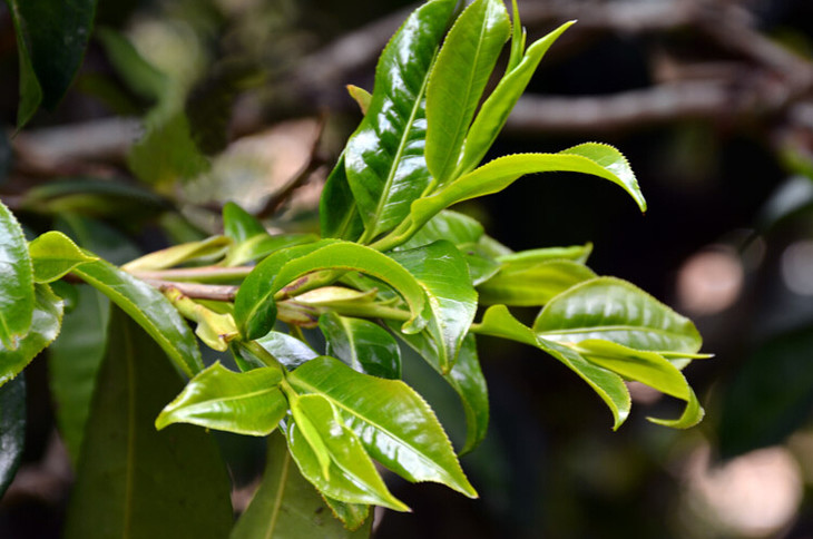 极品 最好喝的野生古树红茶 有机滇红茶 特级