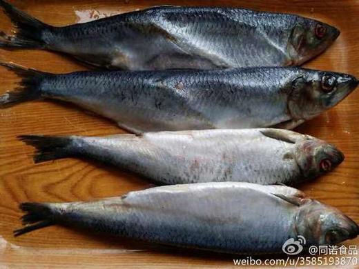 【俄罗斯鲭鱼】6元/斤，产地：俄罗斯 商品图0