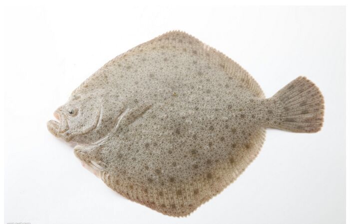 多宝鱼500g