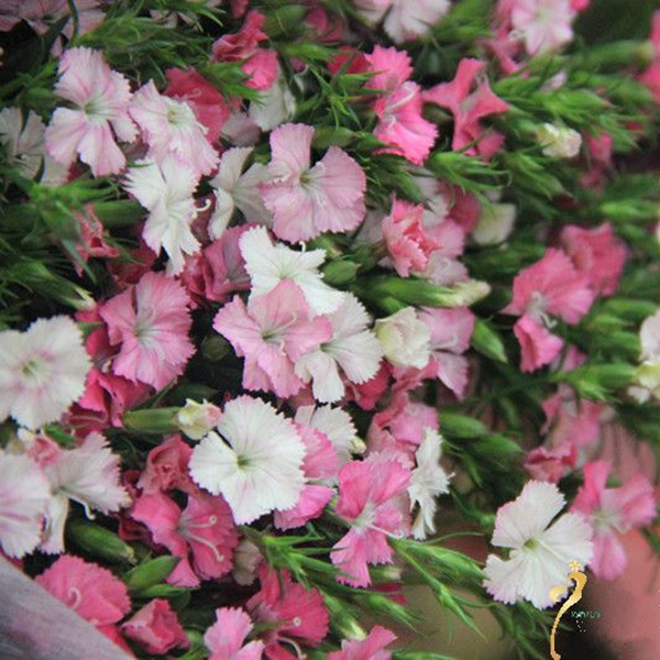 居家鲜花粉色相思梅10支1扎